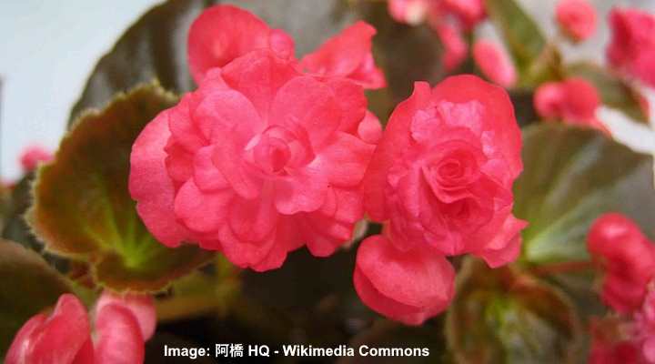 Wax Begonia: Flower, Leaves - Plant Care Guide (Pictures)