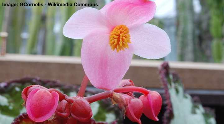 20 Types of Begonias: Flowers, Leaves (Pictures and Care Guide) -  Identification