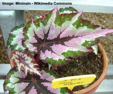 20 Types of Begonias: Flowers, Leaves (Pictures and Care Guide) -  Identification