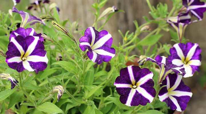 50 Colorful Petunia Flowers: Purple, Black, Red, White, Yellow (Pictures)
