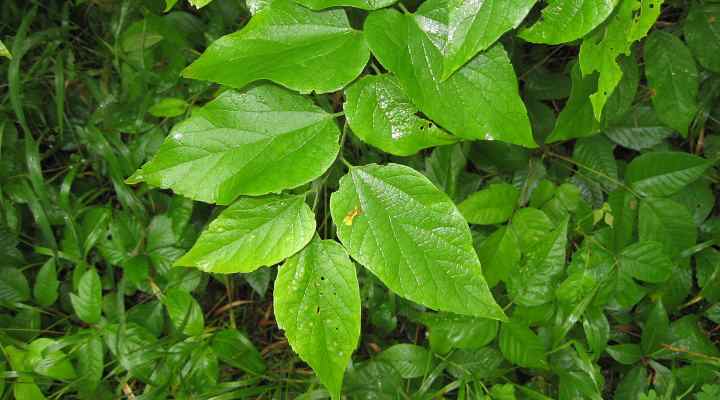 Hackberry Trees (Celtis): Common Types, Leaves, Bark, Fruit (Pictures ...