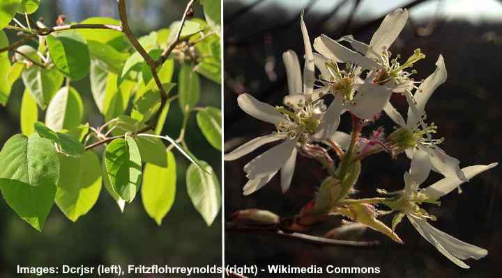 Downy Serviceberry (Amelanchier arborea)