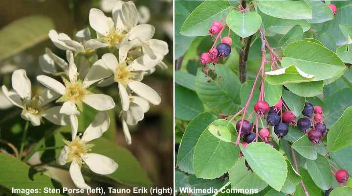 Dwarf Serviceberry Shrub (Amelanchier spicata)