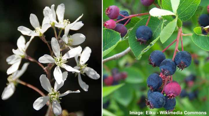 Juneberry (Amelanchier lamarckii)