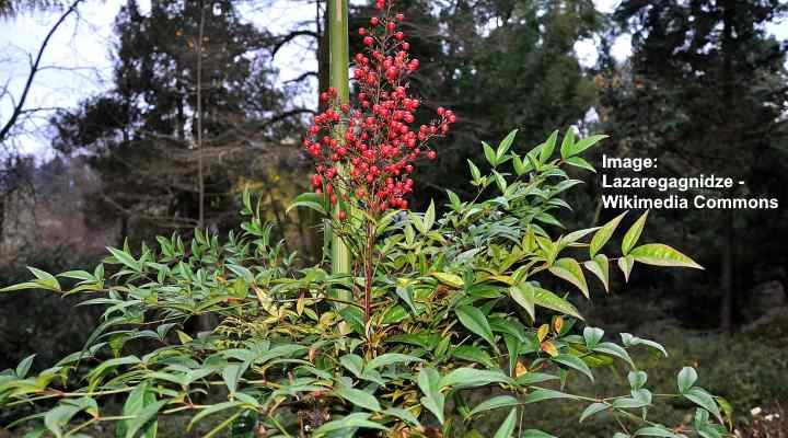 Nandina (Heavenly Bamboo): Shrub Care and Plant Growing Guide