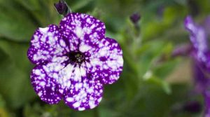 50 Colorful Petunia Flowers: Purple, Black, Red, White, Yellow (Pictures)