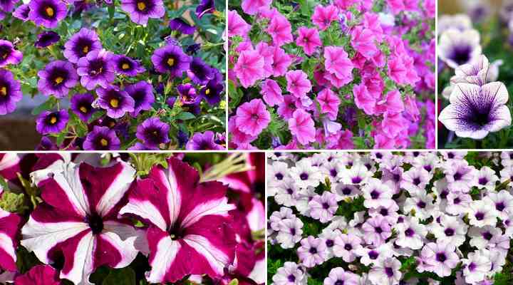 Petunia Annual Or Perennial In California - Petunia Care