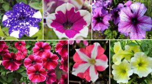 50 Colorful Petunia Flowers: Purple, Black, Red, White, Yellow (Pictures)