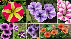 50 Colorful Petunia Flowers: Purple, Black, Red, White, Yellow (Pictures)