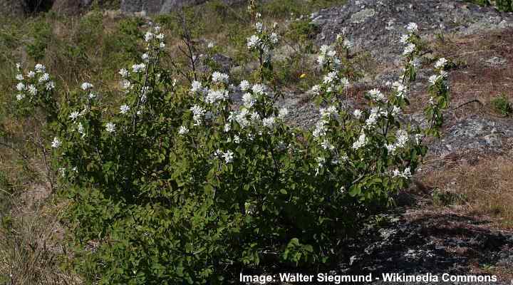 Saskatoon Serviceberry (Amelanchier alnifolia)