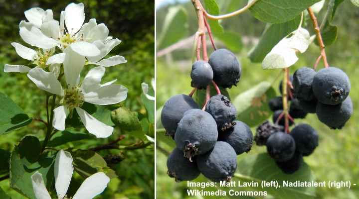 Saskatoon Serviceberry (Amelanchier alnifolia)