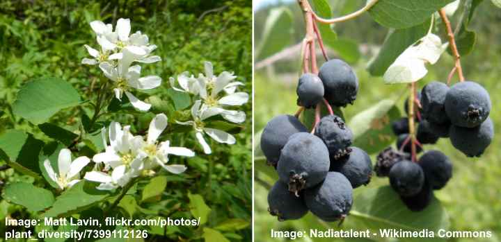 Saskatoon Serviceberry (Amelanchier alnifolia)