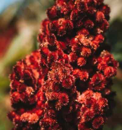 Sumac fruit