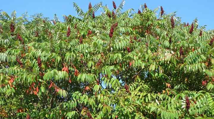 Sumac Trees Types Leaves Berries Pictures Identification Guide
