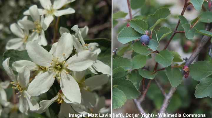 Utah Serviceberry Shrub (Amelanchier utahensis)