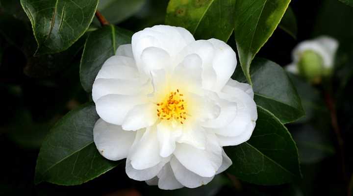 19 Beautiful White Flowering Shrubs (With Pictures) - Identification