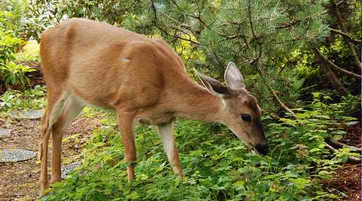 How To Keep Deer Out of Garden: Best Deer Proof Garden Ideas