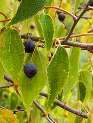 hackberry fruit