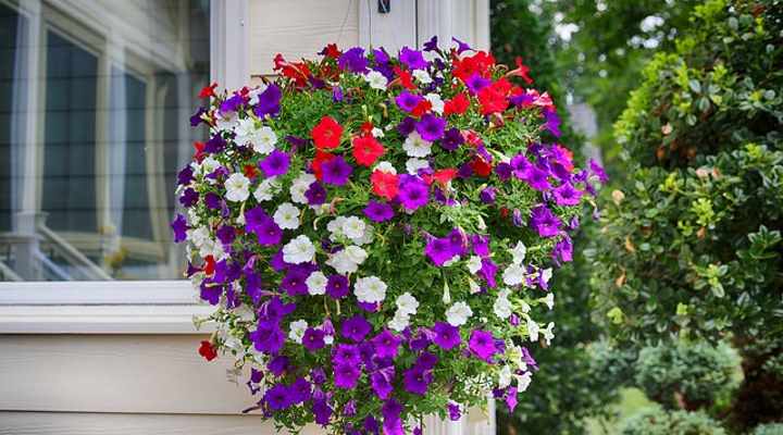 Petunia Flowers: Planting, Growing and Caring for Petunia Plants