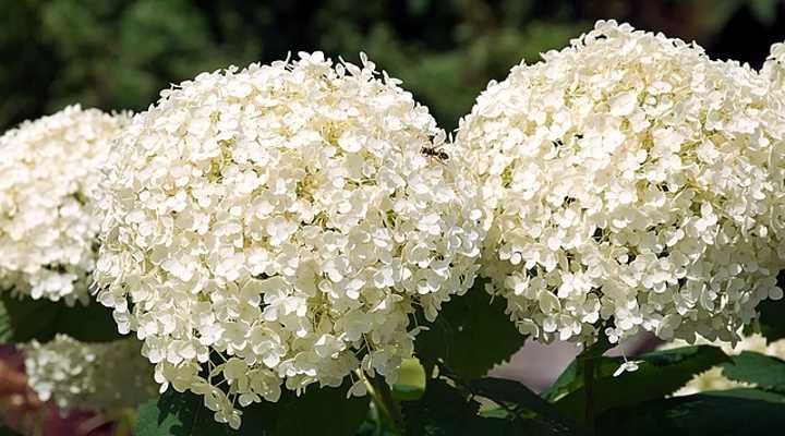 10 White Blooming Flowering Shrubs NEW 3-4 cm High 