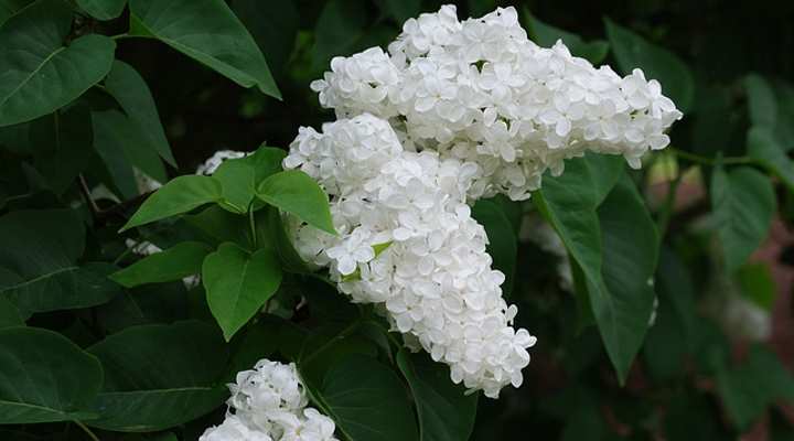 Shrub With Fragrant White Flowers Crossword Clue Home Alqu