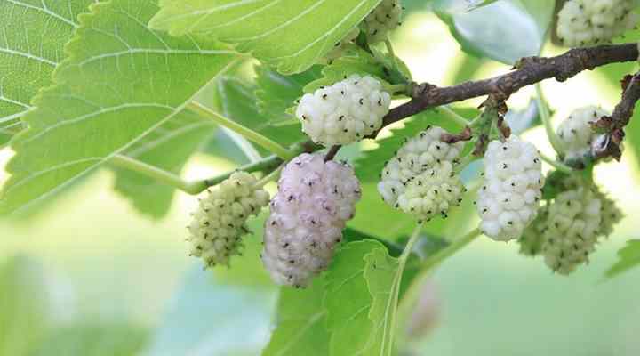 Mulberry Trees: White, Red, Black - With Flowers and Leaves (Pictures)