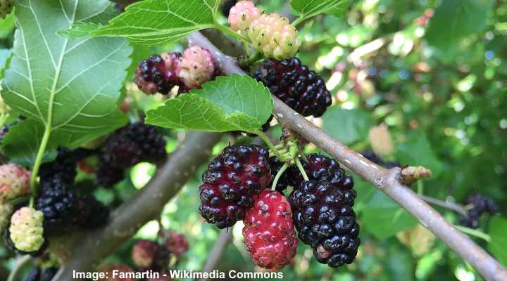 Red mulberry morus rubra fruit