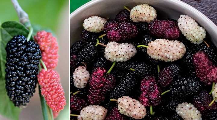 mulberry fruit