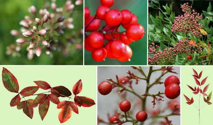 Nandina (Heavenly Bamboo) Shrub Care and Plant Growing Guide