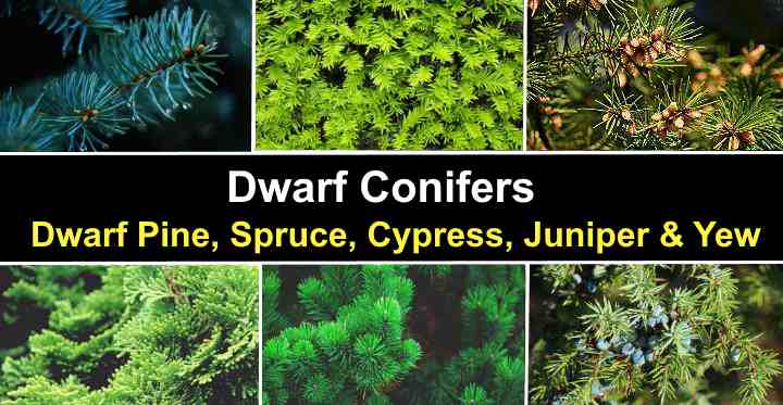 32 Dwarf Conifers Dwarf Pine Spruce Cypress Juniper Yew Pictures