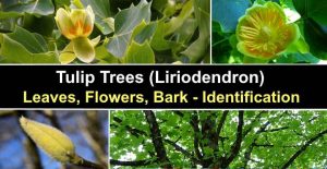 Tulip Trees (liriodendron): Types, Leaves, Flowers, Bark (pictures)