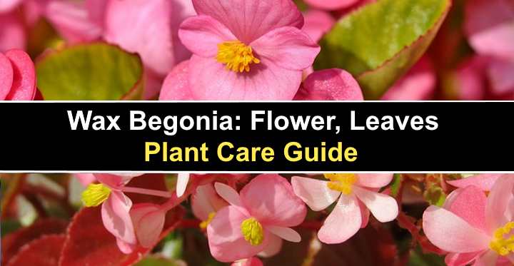 Wax Begonia: Flower, Leaves - Plant Care Guide (Pictures)