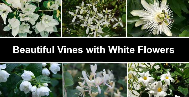 Vines With White Flowers With Pictures And Names Identification