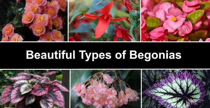 The Different Varieties of Begonias and Their Unique Features