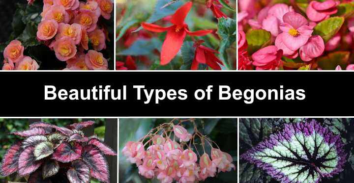 20 Types of Begonias: Flowers, Leaves (Pictures and Care Guide) -  Identification