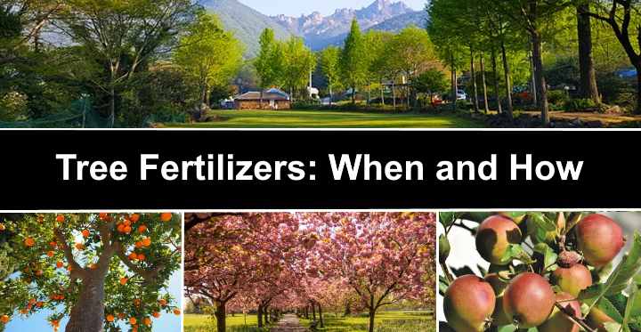 Tree Fertilizers: When and How (Including The Best Tree Fertilizers)