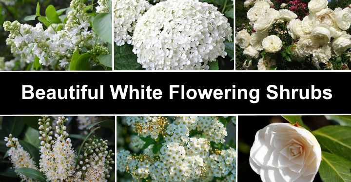 White Flowering Trees Identification Ohio Ai Holton 