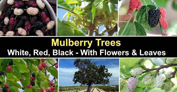 Mulberry Trees White Red Black With Flowers And Leaves Pictures