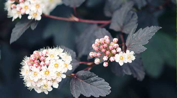 19 Beautiful White Flowering Shrubs (with Pictures) - Identification