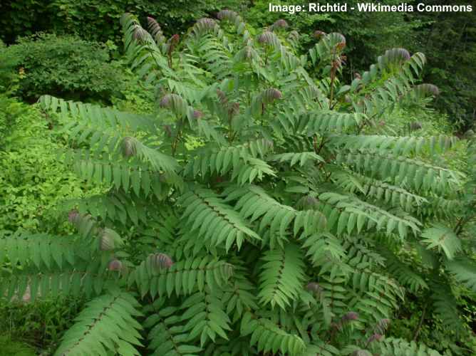 Sumac Trees Types Leaves Berries Pictures Identification Guide