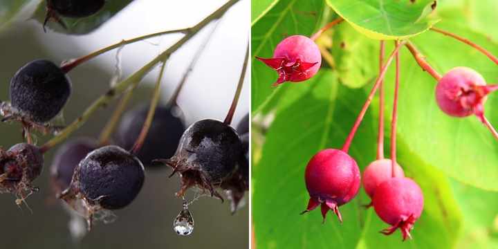 serviceberry fruit