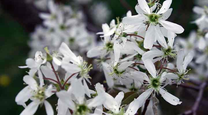 serviceberry flowers