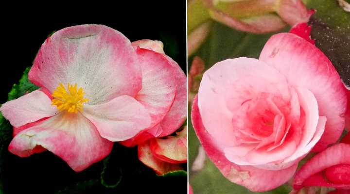 Wax Begonia: Flower, Leaves - Plant Care Guide (Pictures)