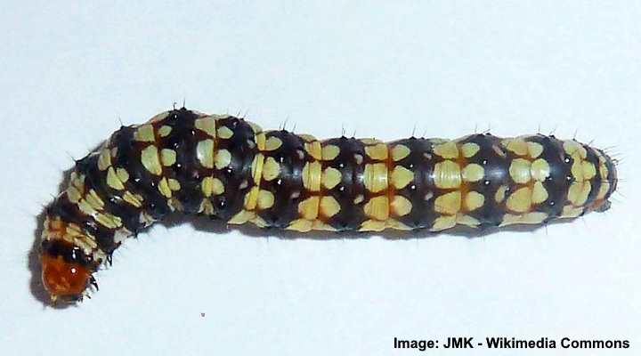 Amaryllis Borer Caterpillar (Brithys crini)