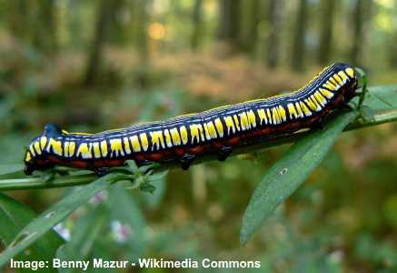 Cucullia convexipennis