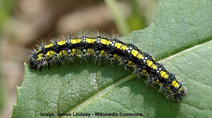 Scarlet Tiger Moth Caterpillar (Callimorpha dominula)