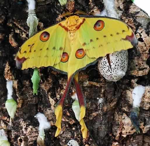 Types Of Beautiful Moths With Pictures Identification Guide