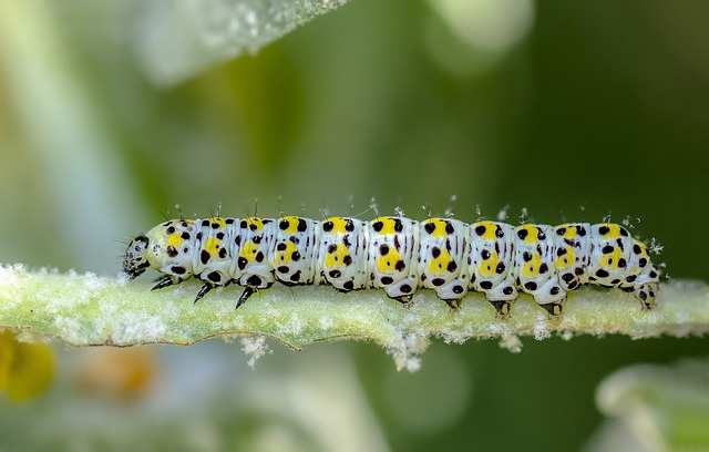 Mullein Moth Caterpillar (Cucullia verbasci)