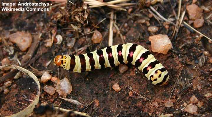 Lily Borer Caterpillar (Diaphone eumela)