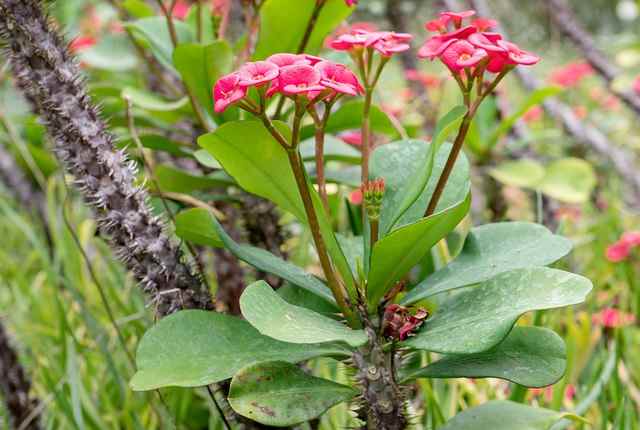 Crown of Thorn Plants (Euphorbia milii)